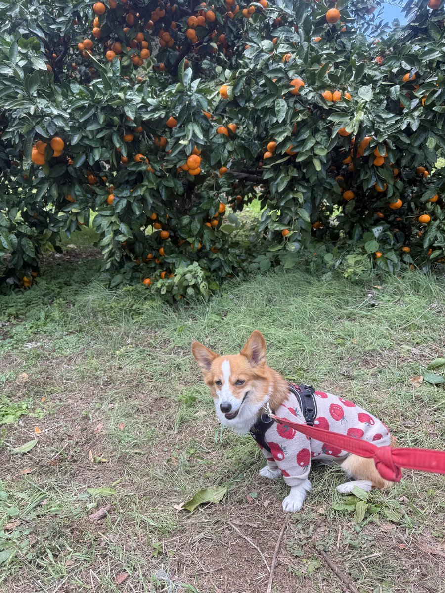 chobison's tweet image. 12月の始まりはお友達と久しぶりのグランピング！
みかん狩りして商店街ブラブラして〜
今日はまた美味しいもの食べて帰る！
#コーギー #corgi