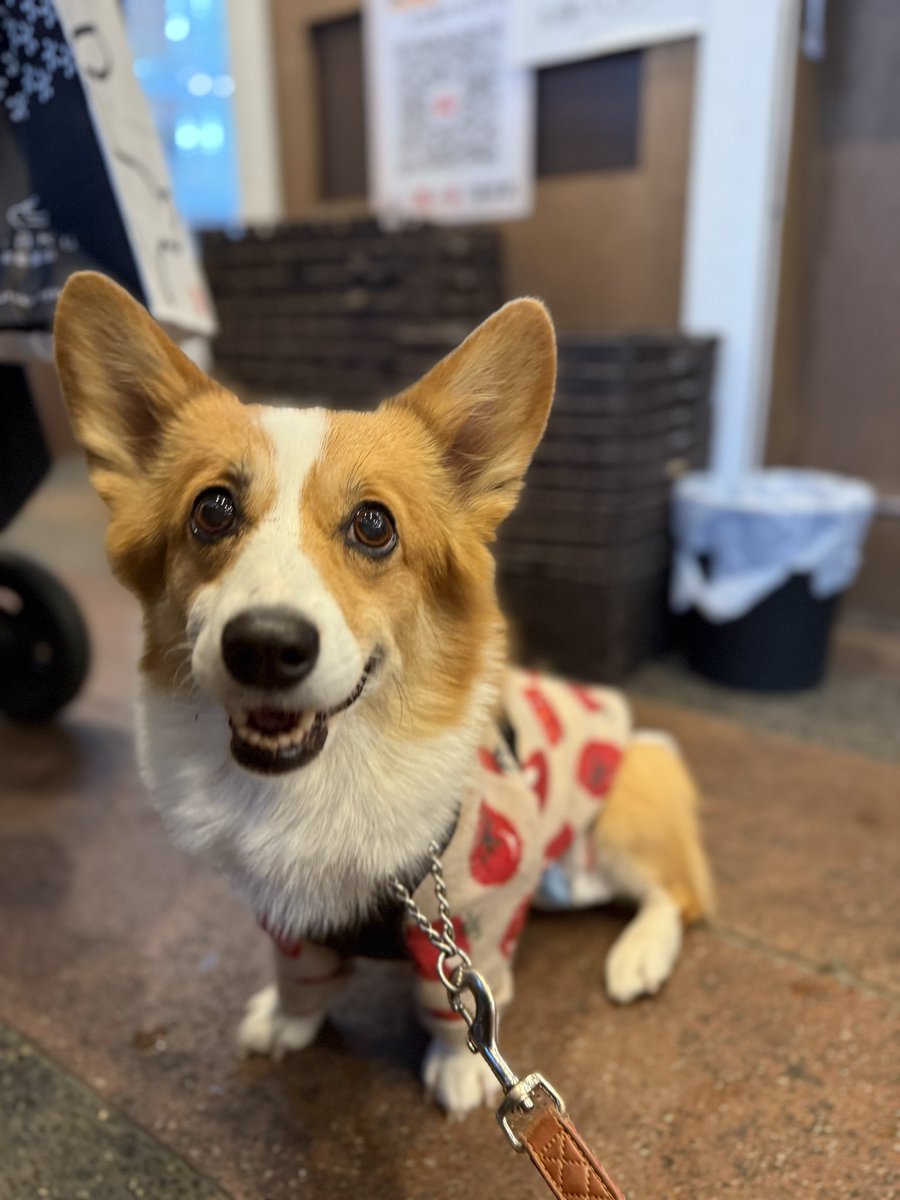 chobison's tweet image. 12月の始まりはお友達と久しぶりのグランピング！
みかん狩りして商店街ブラブラして〜
今日はまた美味しいもの食べて帰る！
#コーギー #corgi