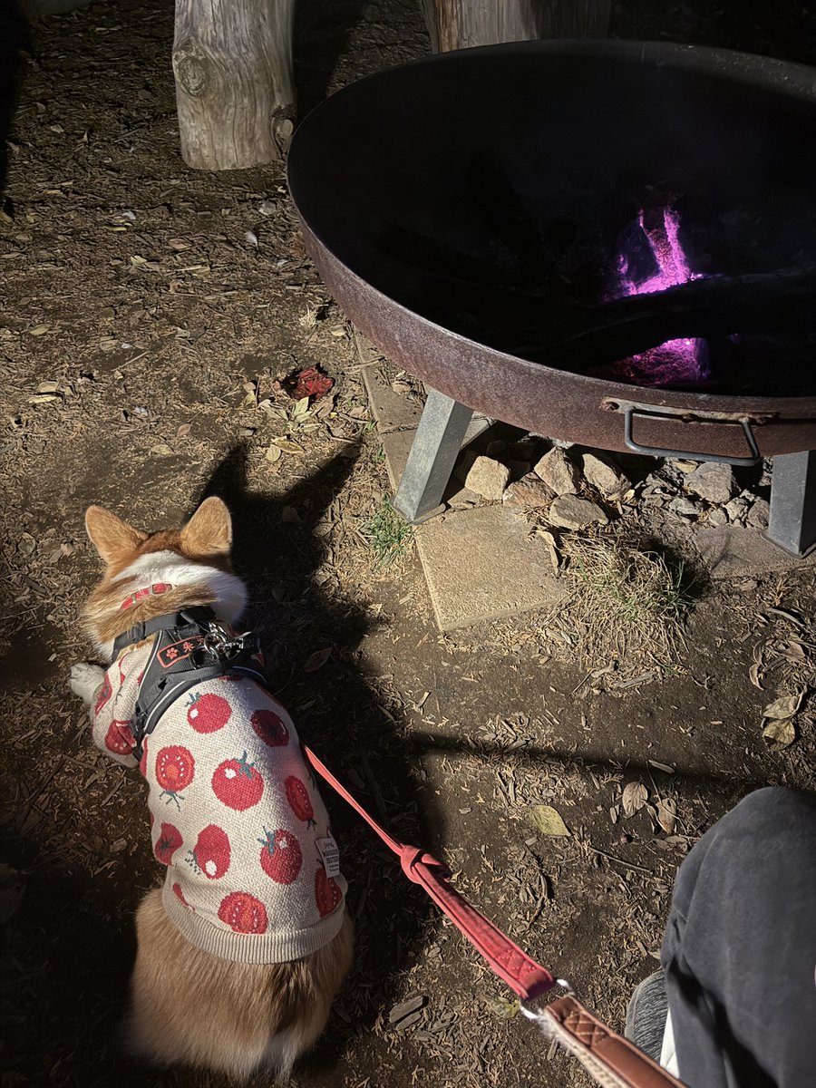 chobison's tweet image. 12月の始まりはお友達と久しぶりのグランピング！
みかん狩りして商店街ブラブラして〜
今日はまた美味しいもの食べて帰る！
#コーギー #corgi