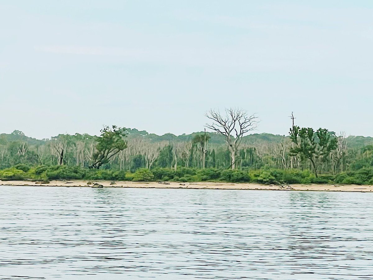 preciousjeyi's tweet image. Kayu mati di danau atau laut normal jika penyebabnya adalah karena letusan gunung berapi seperti kejadian di krakatau atau st helens atau karena berang-berang… Tapi yang terjadi di sumatera saat ini adalah karena kejahatan dan keserakahan manusia dan pemerintah.