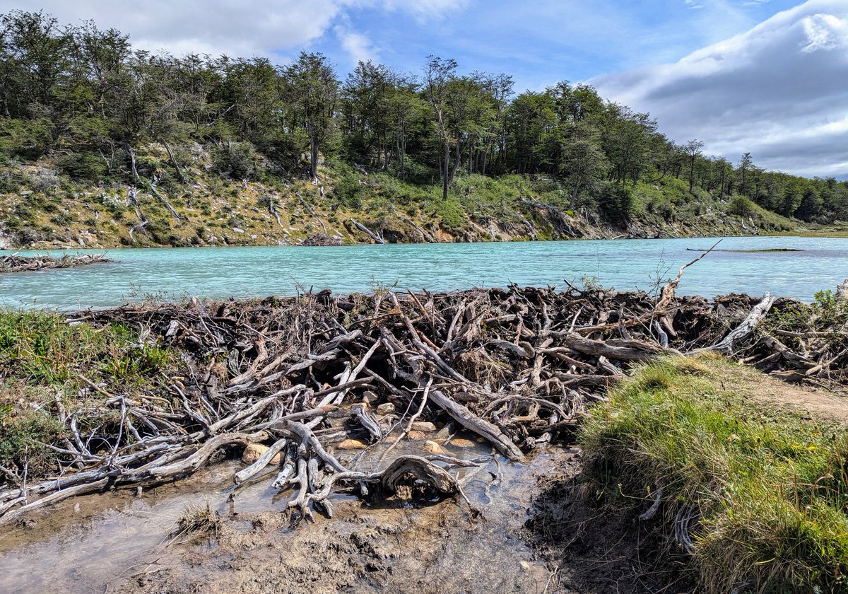 preciousjeyi's tweet image. Kayu mati di danau atau laut normal jika penyebabnya adalah karena letusan gunung berapi seperti kejadian di krakatau atau st helens atau karena berang-berang… Tapi yang terjadi di sumatera saat ini adalah karena kejahatan dan keserakahan manusia dan pemerintah.