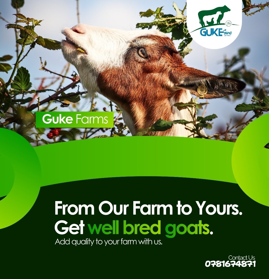 GUKELimited's tweet photo. "Add a touch of green & gold to your farm with Guke Farms goats because quality matters! This festive season is not like any other if you choose #GukeFarms
#GoatBreeding' https://t.co/GygA2tfaCT