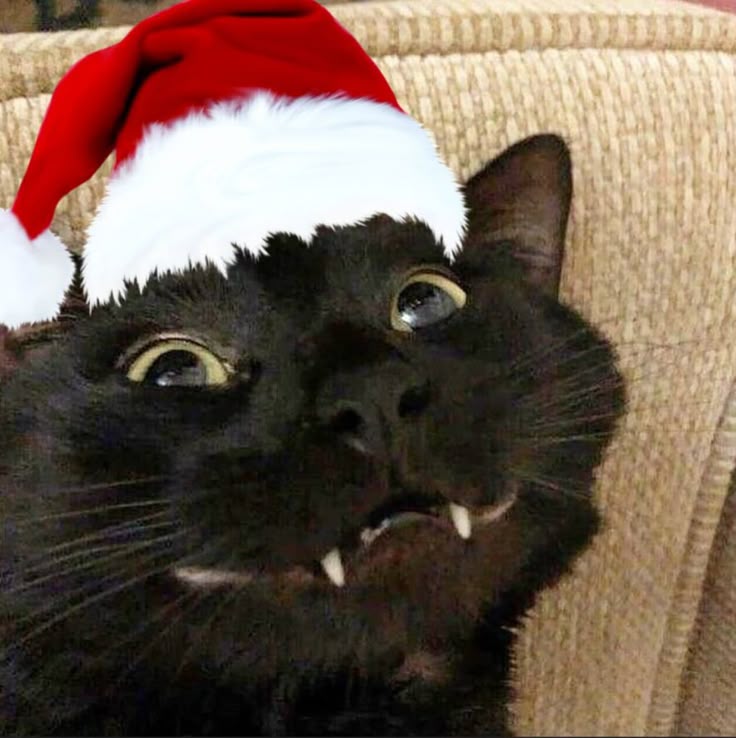 moonstudymed's tweet image. Gente estou pensando em fazer uma novo drive da uece (esse não vai ser free)
Pois estou simplesmente fazendo uma apostila com as últimas 3 provas comentadas pelo ari de sa
No caso toda prova comentada em pdf pra rabiscar e etc
Tô fazendo pra eu estudar tbm(sou do time que risca)