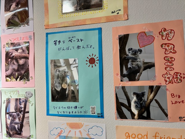 「わたしの推し活！コアラ写真展」の掲示参加期間が終了しました。12/1～はご自由にお持ち帰りいただけます。譲り合ってお持ち帰りください。300枚近くの力作が、すてきなメッセージと一緒に掲示されました。誠にありがとうございました。#毎日見るのが楽しみでした　#平川動物公園