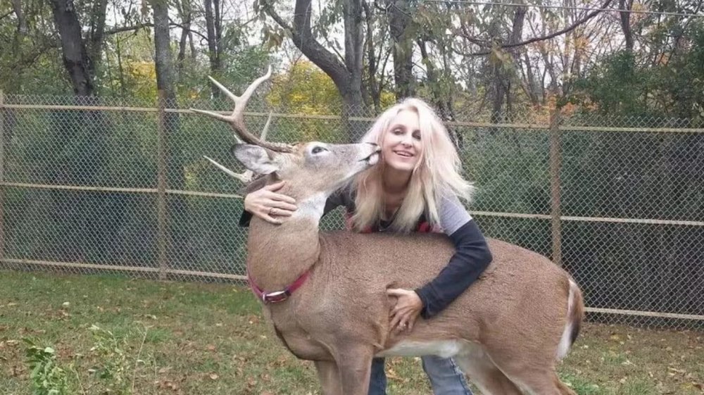 No son tan tiernos. Una mujer de 64 años, dedicada a la rehabilitación de venados, murió en Ohio tras ser atacada por un ciervo dentro de su recinto privado. El animal fue rescatado por ella, quien llevaba doce años en esa tarea.
