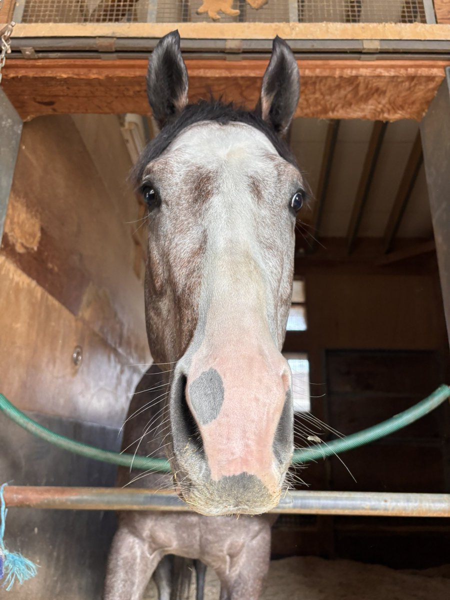 馬です sddefault.jpg