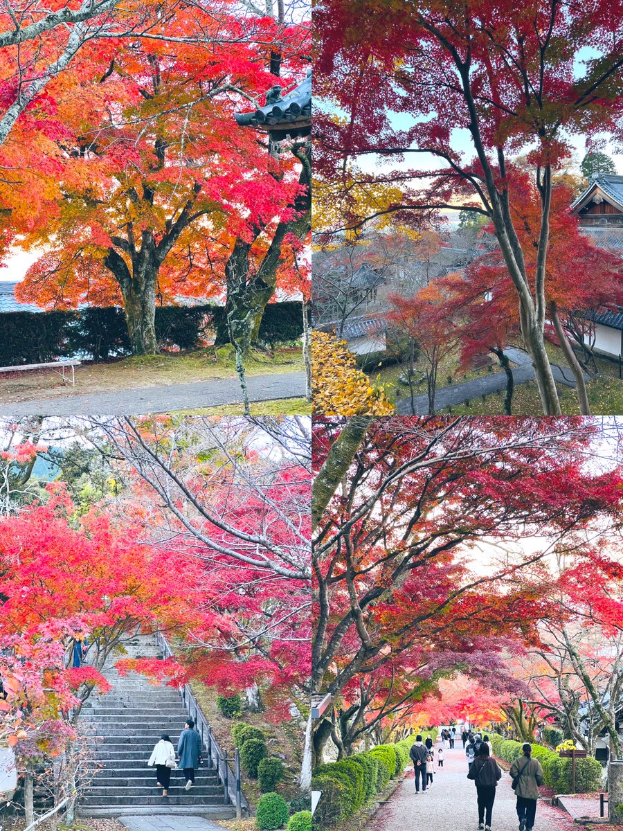 京都下鴨茶論🦆 tweet media