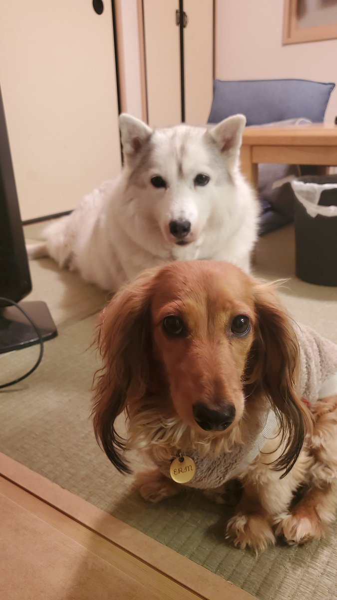 りんちゃんの写メ撮ってたらどこからともなくやって来て邪魔してくるチョマ子(エリン)
#シベリアンハスキー
#ミニチュアダックス
#福岡犬民