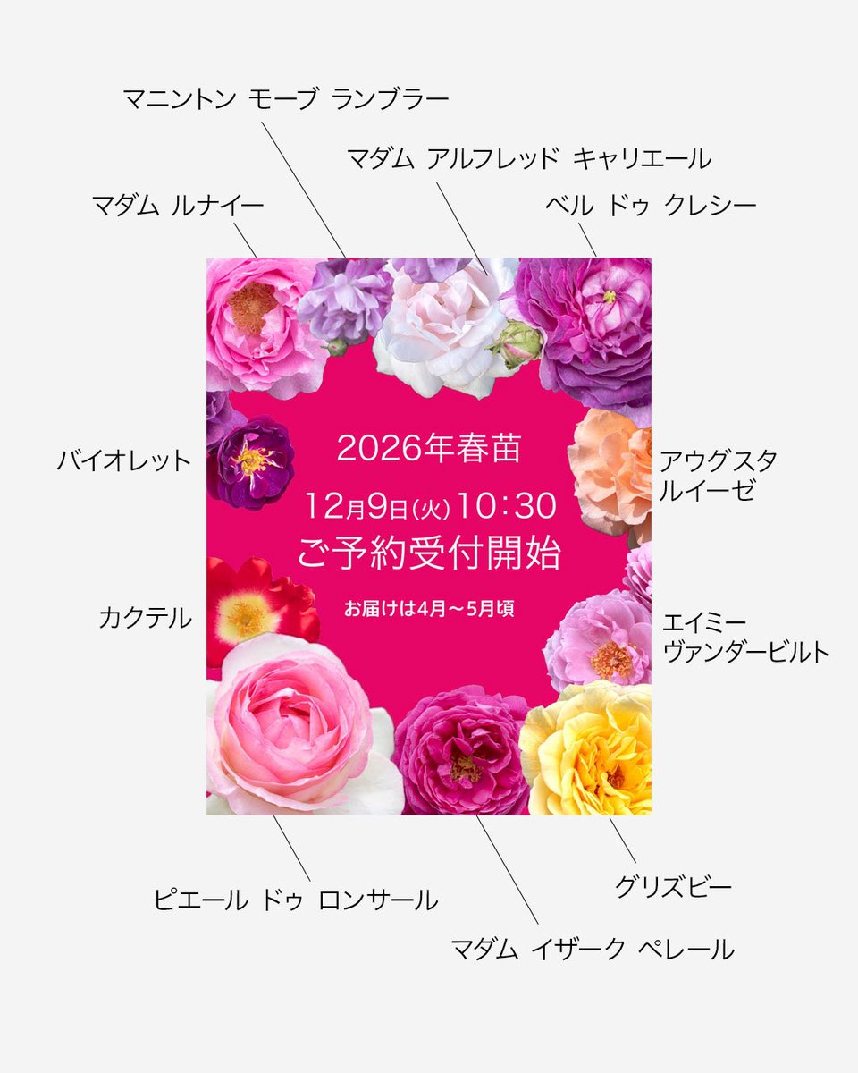 写真に使われているバラの品種は何ですか?というお問い合わせがありま 写真に使われているバラの品種は何ですか?というお問い合わせがありま