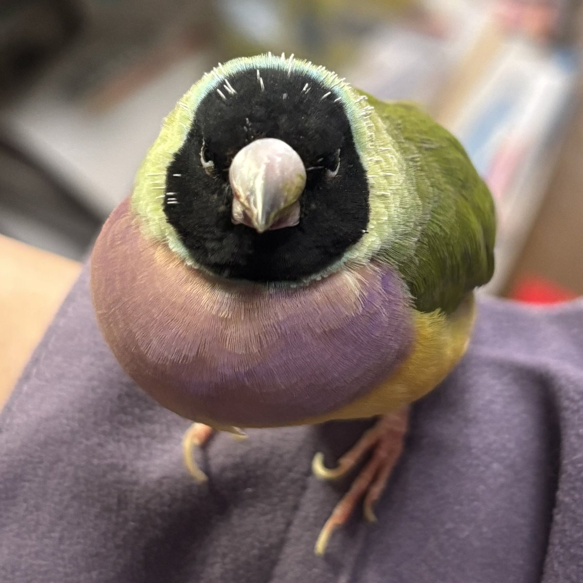 「師走になってましたよフジカさん」
「うち、換羽でいそがしいから」
ツンなフジカさん