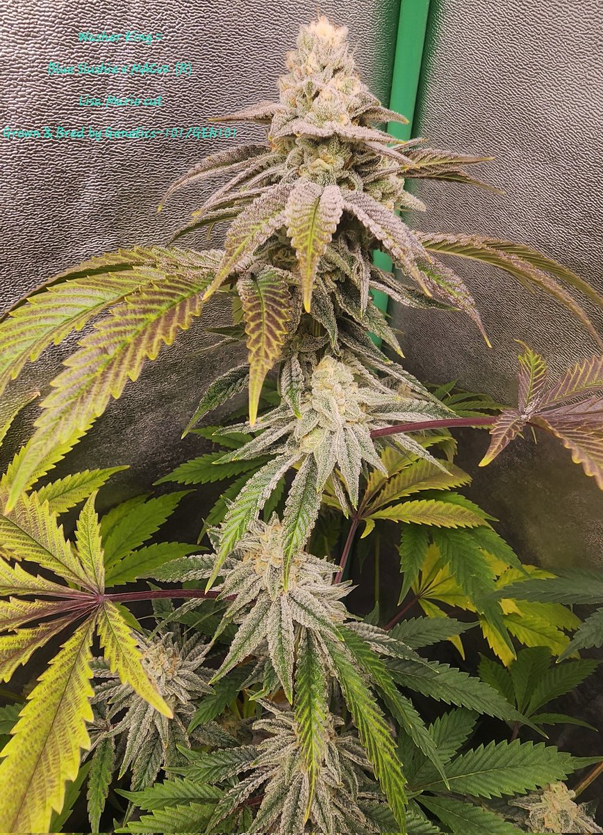 GENETICS 101 tweet media