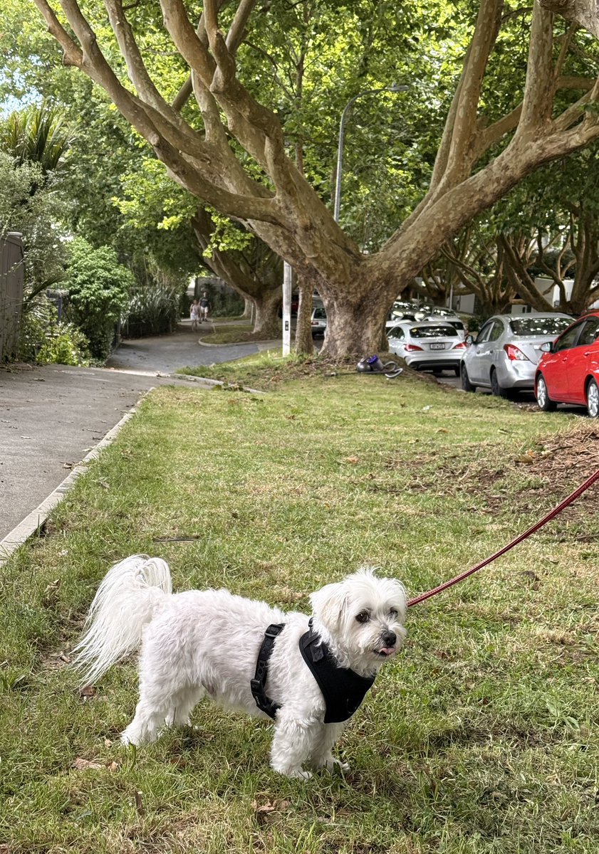 散歩の途中、
暑くてだんだん体温上昇してくると
涼しい風🎐が吹く場所で動かなくなる😓

#ニュージーランドは夏 #そんなに暑くないんだけどね