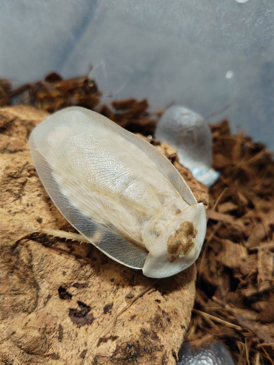 タキ【Round Collector】 (@Takisan0523) / Posts / X