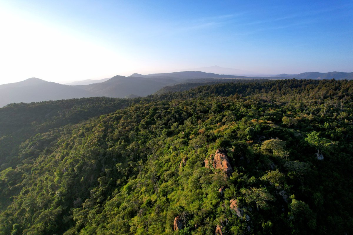 96Lost_'s tweet image. Goodmorning from the outside.
📍Mukogodo Forest.