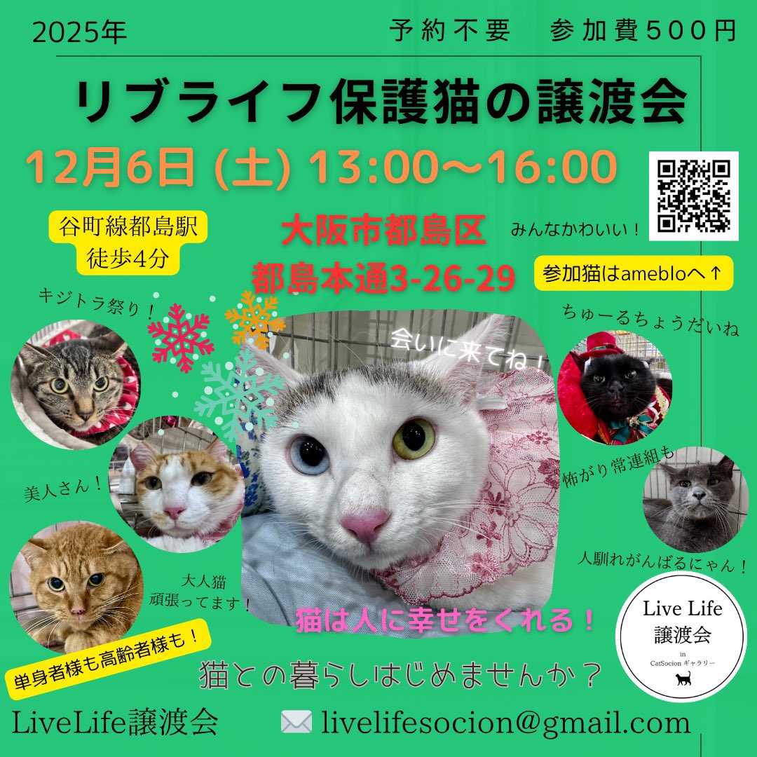 livelifesocion's tweet image. 12/6（土）リブライフ譲渡会参加猫
大阪市都島区　13〜16時まで
予約不要　参加費500円

⑦アイ、メス、1歳
怖がりさんですがケージではお腹を見せてゴロゴロ、よく遊びます🎶

⑧ツキ、オス、1歳
ブルーアイのさわやか甘えた男子。食いしん坊くん😋よく食べます。

保護猫を家族に