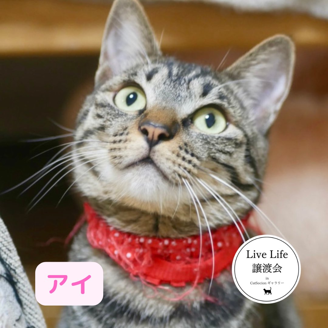livelifesocion's tweet image. 12/6（土）リブライフ譲渡会参加猫
大阪市都島区　13〜16時まで
予約不要　参加費500円

⑦アイ、メス、1歳
怖がりさんですがケージではお腹を見せてゴロゴロ、よく遊びます🎶

⑧ツキ、オス、1歳
ブルーアイのさわやか甘えた男子。食いしん坊くん😋よく食べます。

保護猫を家族に
