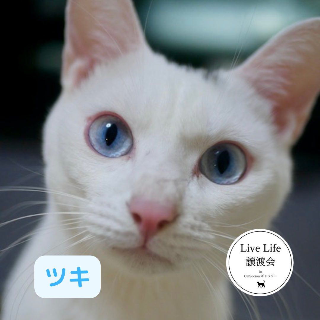 livelifesocion's tweet image. 12/6（土）リブライフ譲渡会参加猫
大阪市都島区　13〜16時まで
予約不要　参加費500円

⑦アイ、メス、1歳
怖がりさんですがケージではお腹を見せてゴロゴロ、よく遊びます🎶

⑧ツキ、オス、1歳
ブルーアイのさわやか甘えた男子。食いしん坊くん😋よく食べます。

保護猫を家族に
