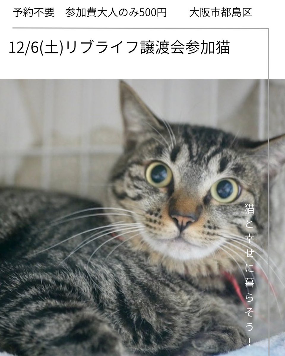 livelifesocion's tweet image. 12/6（土）リブライフ譲渡会参加猫
大阪市都島区　13〜16時まで
予約不要　参加費500円

⑦アイ、メス、1歳
怖がりさんですがケージではお腹を見せてゴロゴロ、よく遊びます🎶

⑧ツキ、オス、1歳
ブルーアイのさわやか甘えた男子。食いしん坊くん😋よく食べます。

保護猫を家族に