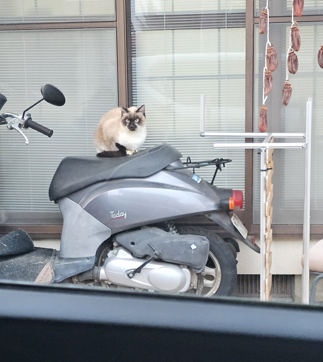 地域猫で一番可愛いタヌキチさん3年間エサを食べに来てるけど触らせて