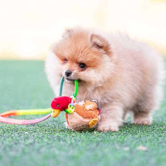 chibitatomoco tweet picture