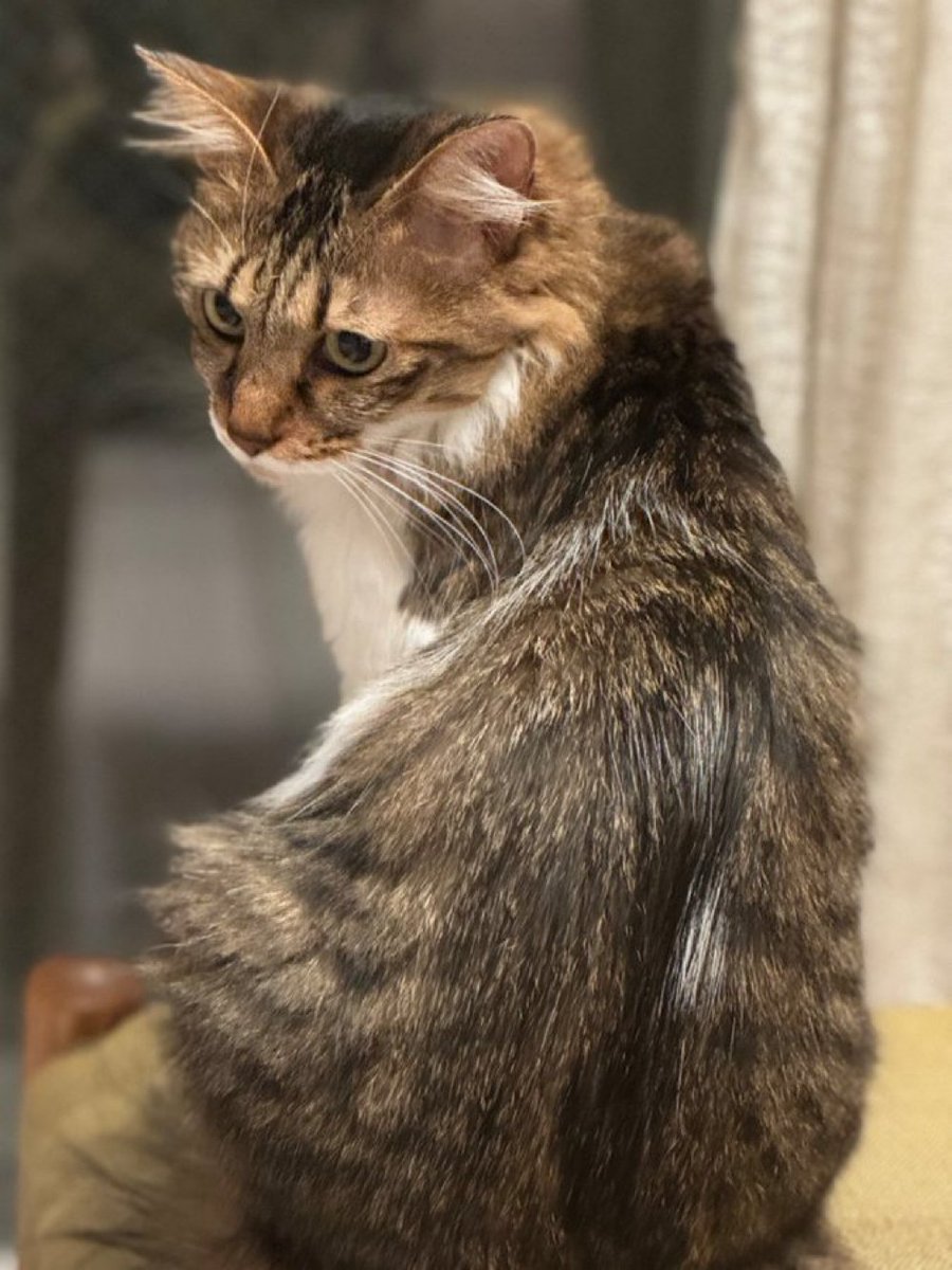 ココ＠長毛のキジトラ (@coconeko0320) / Posts / X