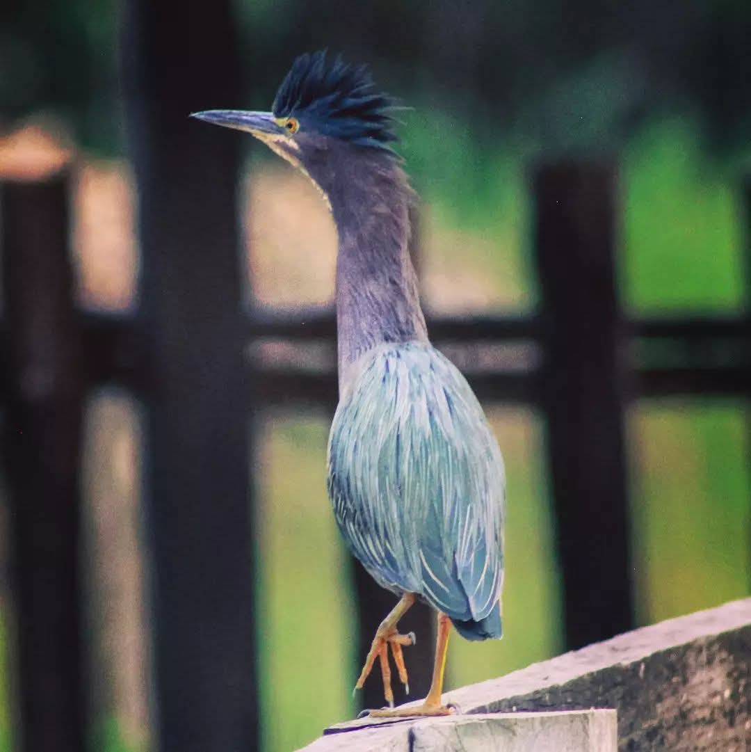 marcomorvel's tweet photo. Garcita verde, Butorides virescens (Marco Moreno Vélez) https://t.co/NBpwGdkqlr
