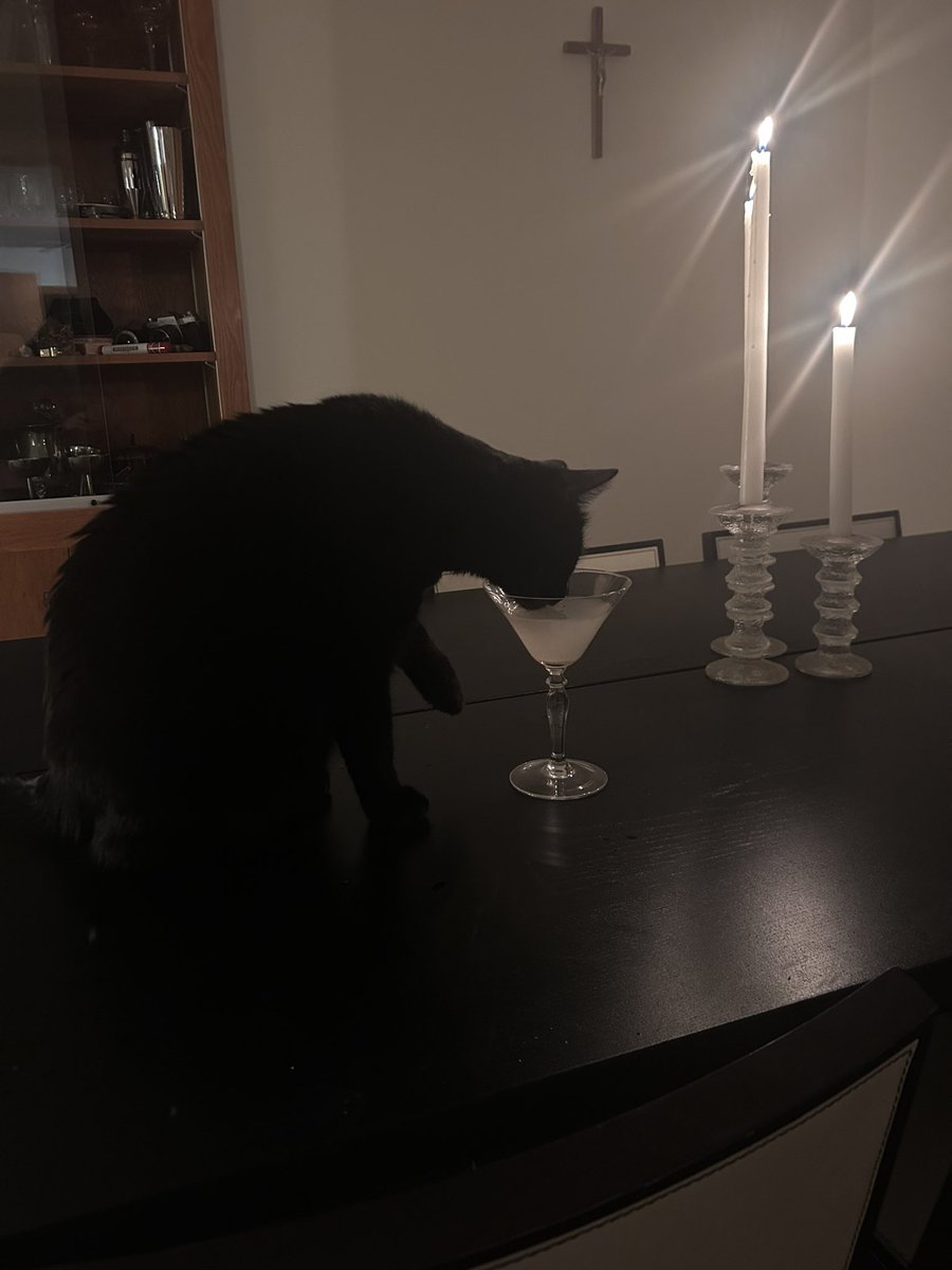 abiteofv's tweet photo. i made him a tunatini https://t.co/QHwRnjvDI9