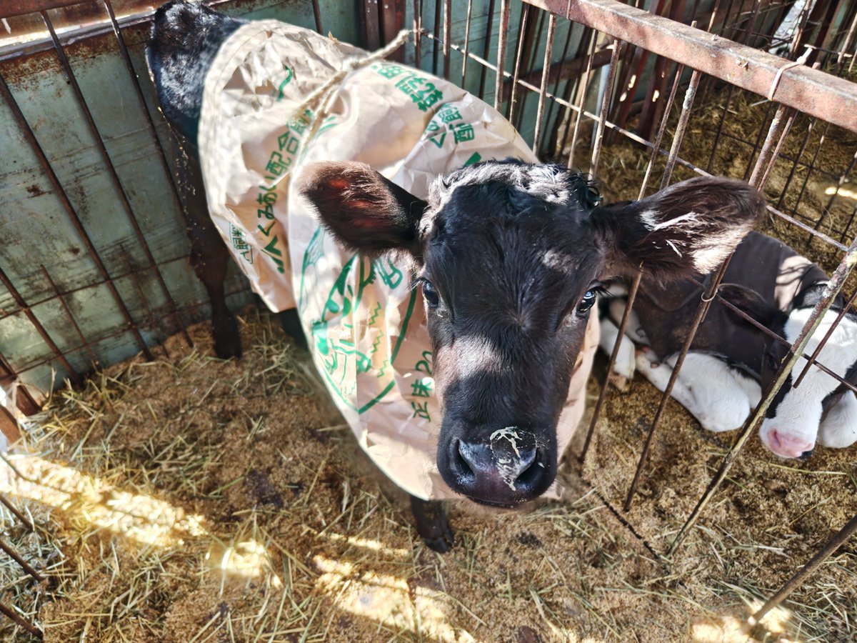 のそ子/羊毛フェルト動物ブローチ (@nosonoso) / Posts / X