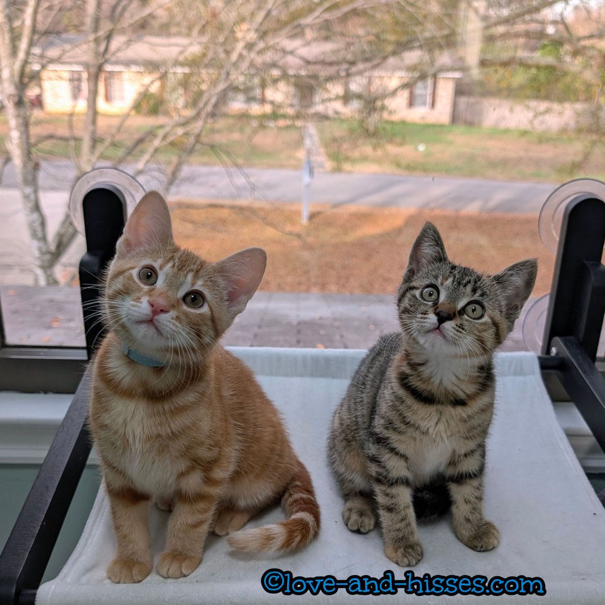 In case you missed it, Mambo (left) and Flamenco (along with their mother ChaCha) are somehow still available for adoption! Email Forgotten Felines of Huntsville at info@ffhsv.org to inquire.