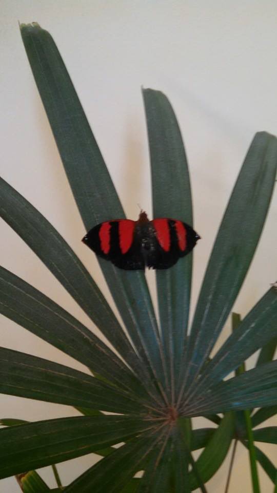 Essa borboleta flamenguista , já com o Titulo de campeão da libertadores, agora só aguardando o título de campeão do brasileiro, pra fechar 2025 com chave de ouro. Parabéns <a href="/Flamengo_en/">Flamengo</a>