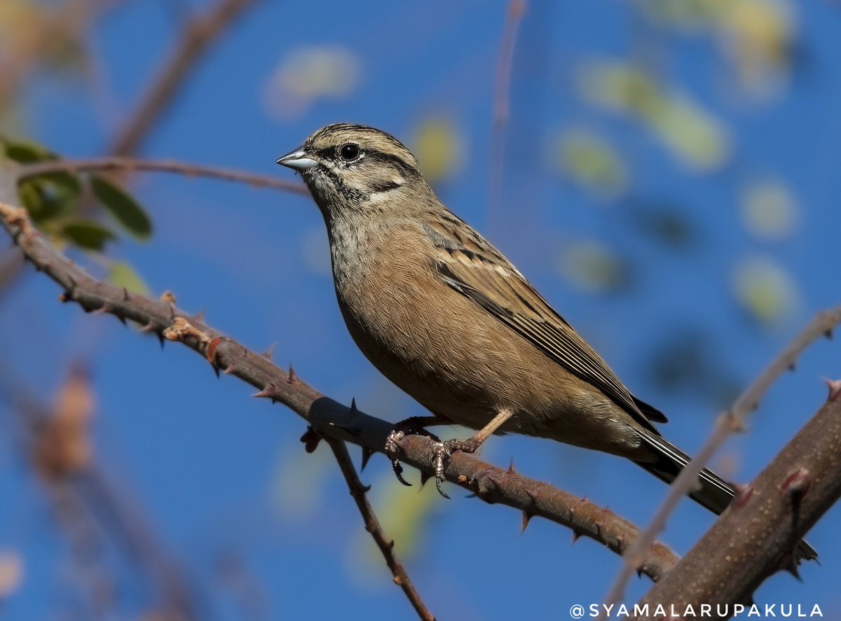 #indiaves #ThePhotoHour #BirdsOfTwitter #TwitterNatureCommunity #wildplanet #wildlife #BBCWildlifePOTD  #BirdsSeenIn2025  #NatureIn_Focus #birdtwitter #birds #natgeoindia Rock Bunting