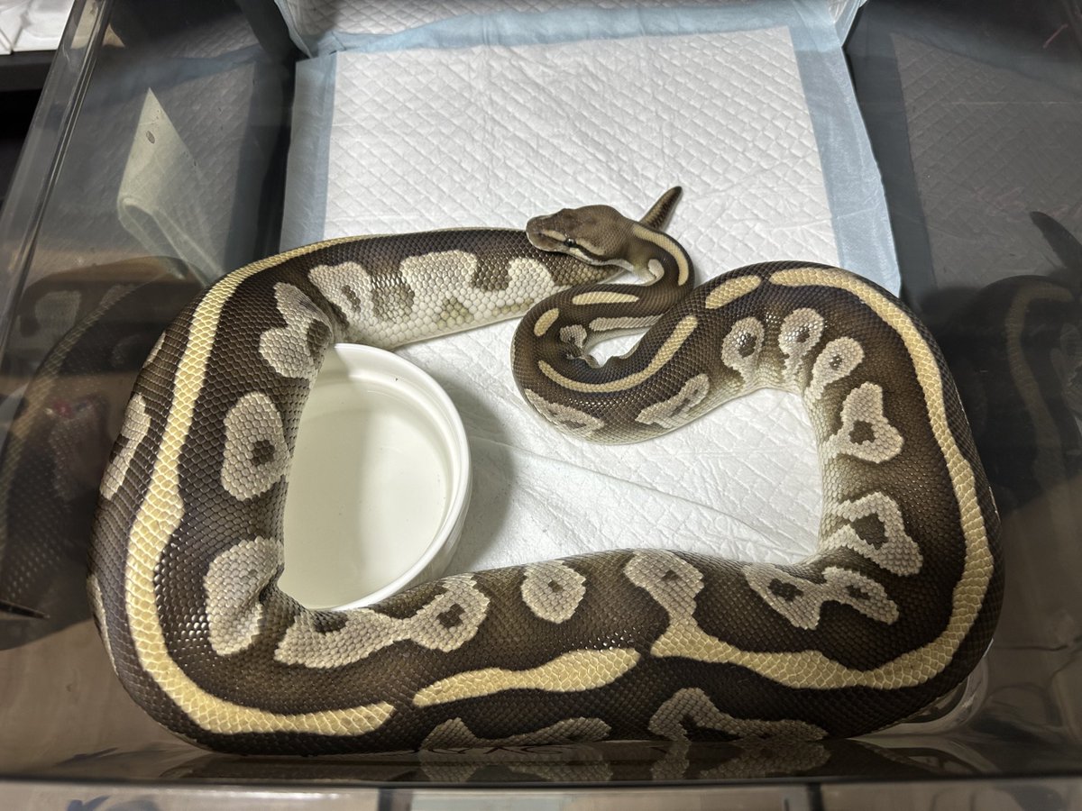 zuu1110's tweet image. あなたはいつ産むんだい🥹

#ballpython ＃ボールパイソン