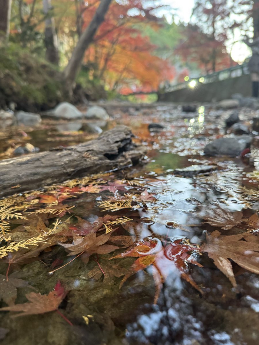 1981kt's tweet photo. 小国神社⛩️🍁 https://t.co/lxNyVOhQlG