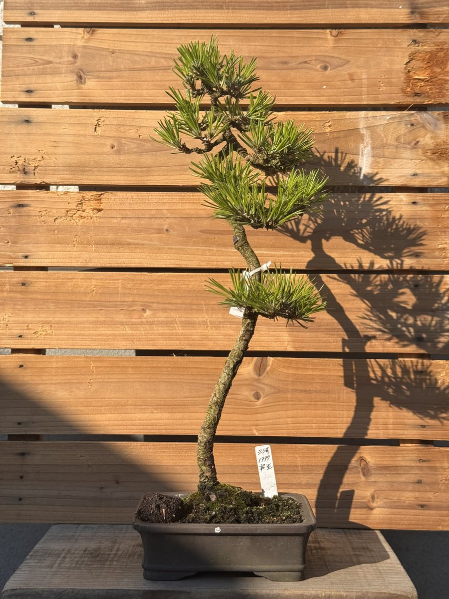 Log253_info's tweet photo. @hiruma_bonsai 昼間さんに褒められると嬉しいです〜😋
2024.11月買った時👈👉2025.11月
下枝をボリューム出すか、切ってジンにしちゃうか悩み中です。 https://t.co/OpUV3s3e1B