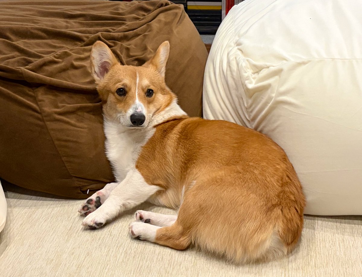 おはコギ(ᐡ ᐧ ﻌ ᐧ ᐡ)
今日も尊いコギケツ…今週末にトリミングに行って桃尻になる予定だから、この伸びきったおケツも見納めです