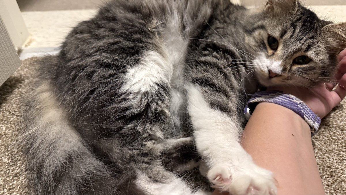 Miss_Dusk's tweet image. Sorry I haven’t been posting a lot of art the past couple days

I got a new friend! Her name is Boba!