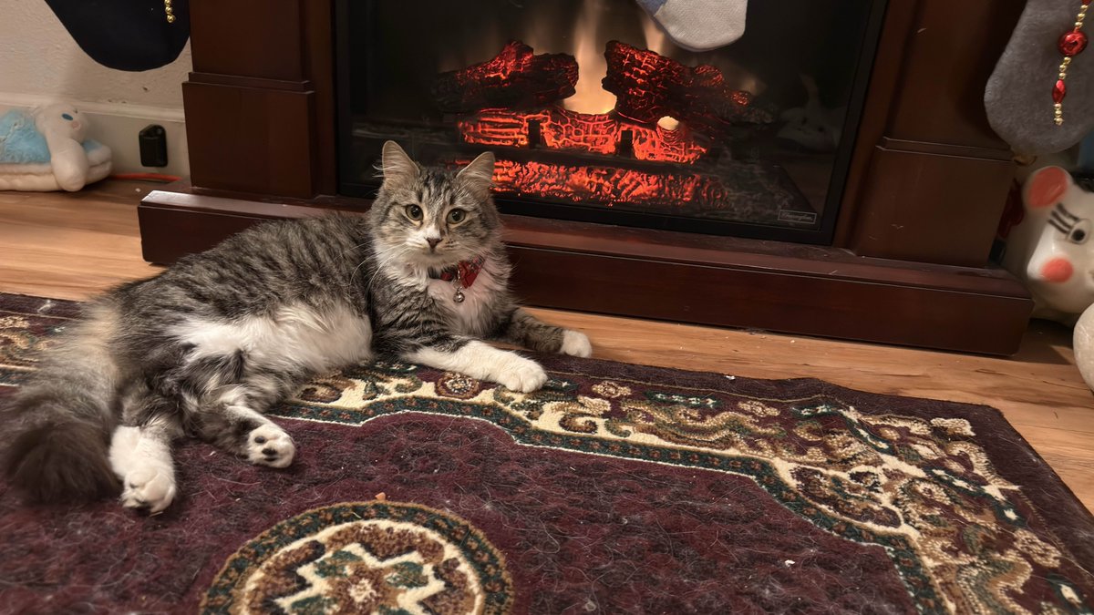 Miss_Dusk's tweet image. Sorry I haven’t been posting a lot of art the past couple days

I got a new friend! Her name is Boba!