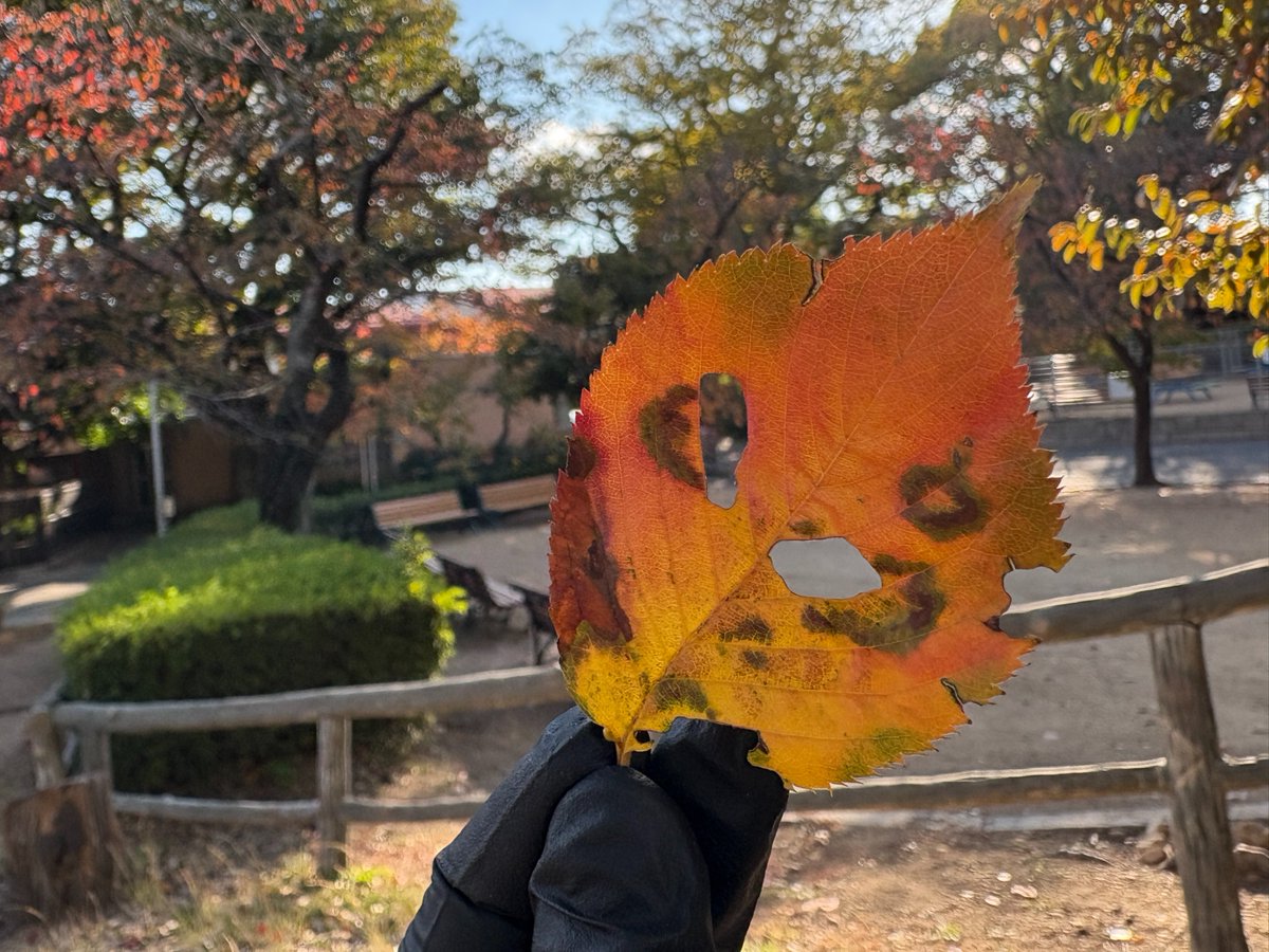 よ～くみると虫が食べた跡があったり、葉っぱのふちがギザギザしていたり。重ねるとハート型に見える葉っぱもあって、落ち葉の楽しみ方は本当にいろいろです🍂💓

＃王子動物園