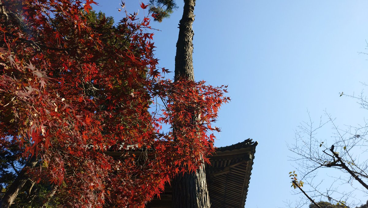 baucyann2's tweet image. 今日の気温21℃予報🐱🍁☀👩

お出かけ日和🍁🚶‍♀️