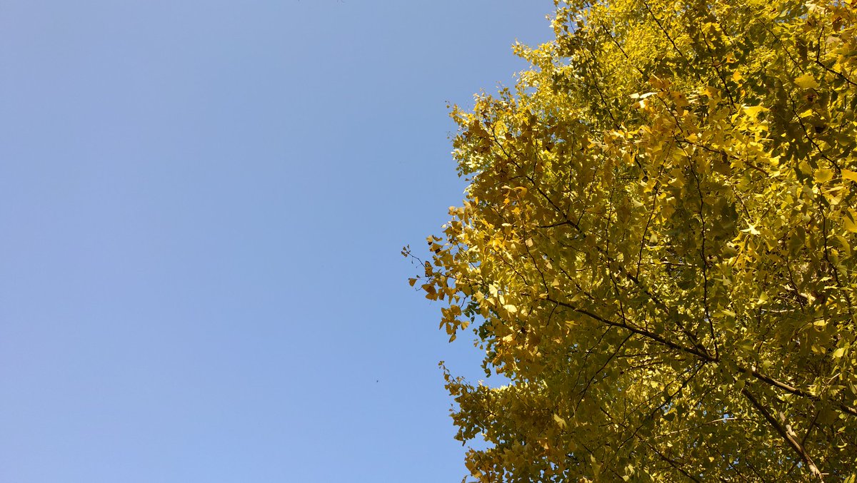 baucyann2's tweet image. 今日の気温21℃予報🐱🍁☀👩

お出かけ日和🍁🚶‍♀️