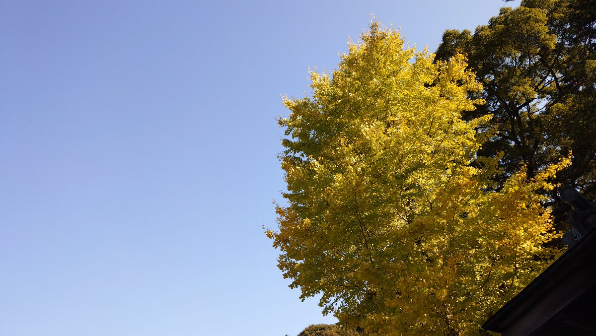 baucyann2's tweet image. 今日の気温21℃予報🐱🍁☀👩

お出かけ日和🍁🚶‍♀️