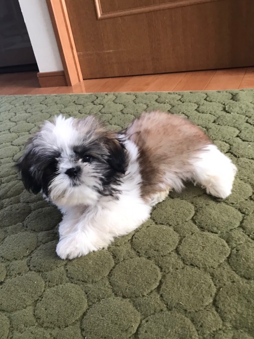 ニコちゃん飯店 (@nicochan0730) / Posts / X