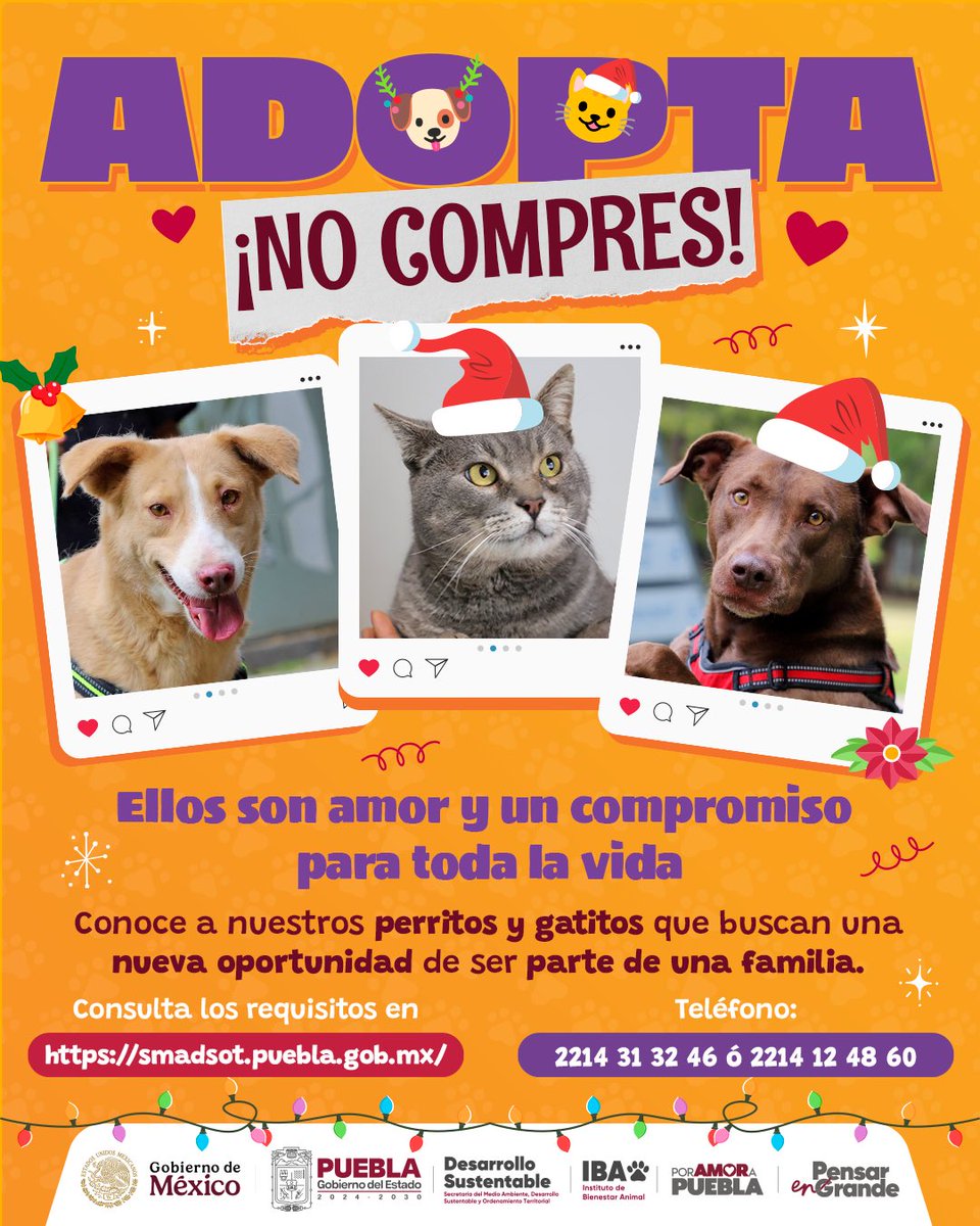 🎄🐶 ¡En esta temporada #AdoptaNoCompres!

🏡❤️ El <a href="/Gob_Puebla/">Gobierno de Puebla</a> a través del <a href="/IBAGobPue/">Instituto de Bienestar Animal PUE</a> promueve la tendencia responsable de seres sintientes que buscan una nueva oportunidad de pertenecer a una familia. 

Comunícate al ☎️ 2214 31 32 
#PorAmorAPuebla ❤️