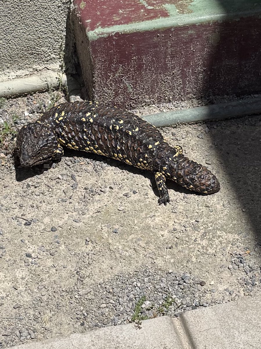 aussie_sarge's tweet photo. When the dogs are going nuts out the back & you have to relocate this big fella. I put gloves on gloves in case he was upset #Aussielife #shingleback #lizard #bluetongue https://t.co/WjMmDBWOAA