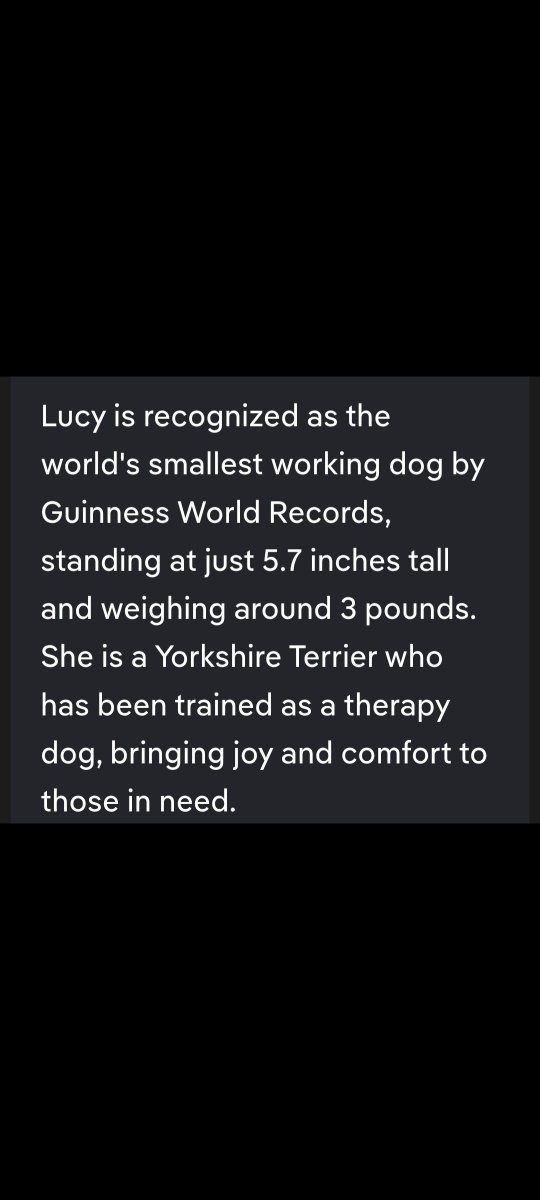 MaggieHeroDog's tweet image. 👋Everyone,Have You ever heard of Lucy(Dog)?Lucy lived about 25 minutes south of #MaggieHeroDog.Lucy's a @GWR Holder. As the #Smallest #WorkingDog.Lucy's actually a #dwarf #Teacup #Yorkie.Another #incredible #HeroDog.You had 2 of the Top Small #HeroDogs in the #World living so