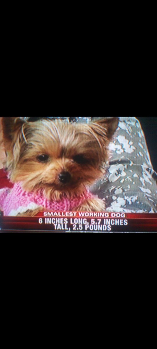 MaggieHeroDog's tweet image. 👋Everyone,Have You ever heard of Lucy(Dog)?Lucy lived about 25 minutes south of #MaggieHeroDog.Lucy's a @GWR Holder. As the #Smallest #WorkingDog.Lucy's actually a #dwarf #Teacup #Yorkie.Another #incredible #HeroDog.You had 2 of the Top Small #HeroDogs in the #World living so
