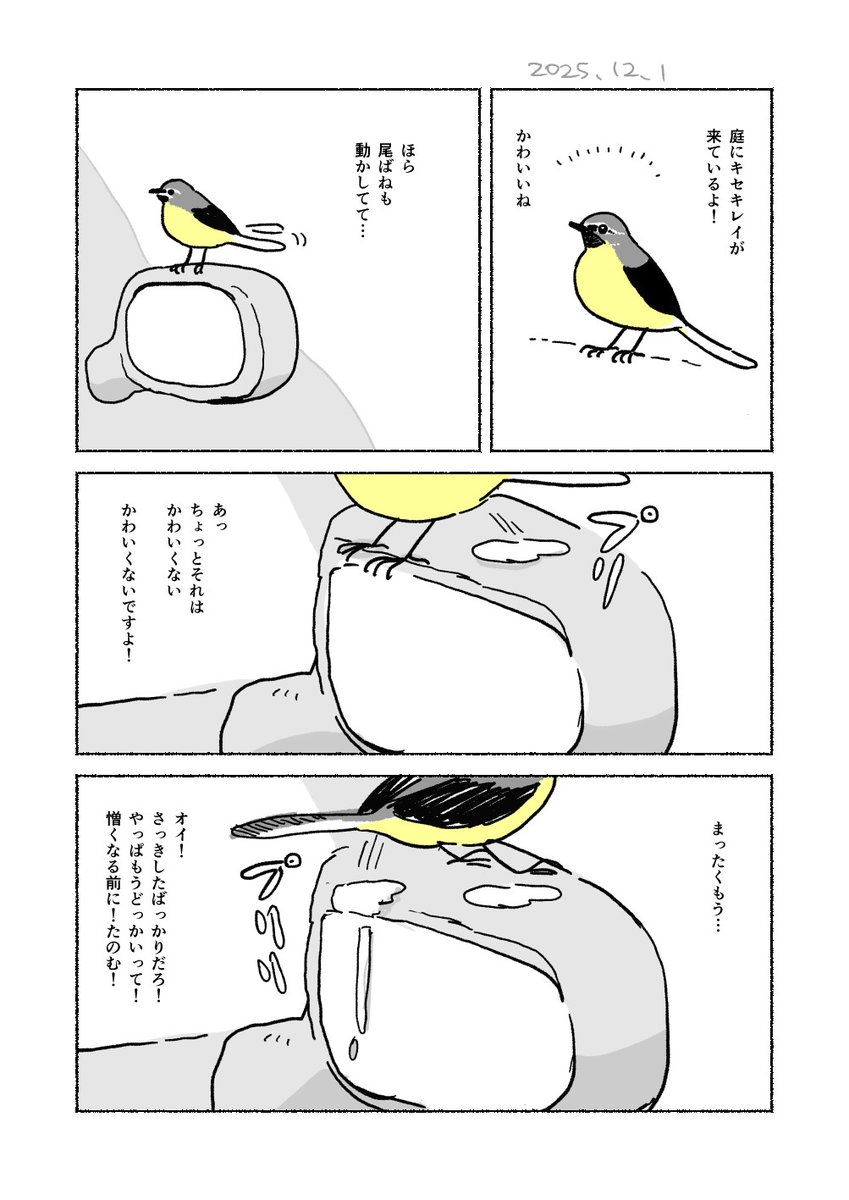 キセキレイが来ているよ