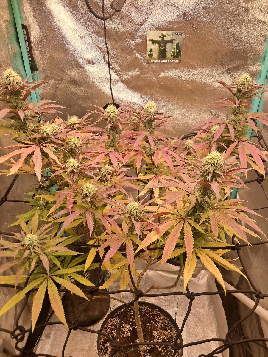 FX3 getting her fade on