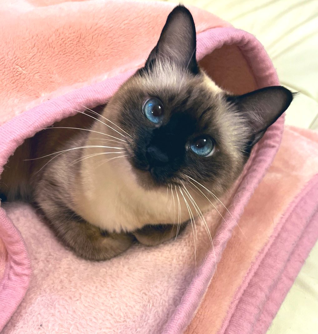 ねこ五郎 Ringcolle! ほっこりんぐ ねこなべ｜ガシャポンオフィシャルサイト