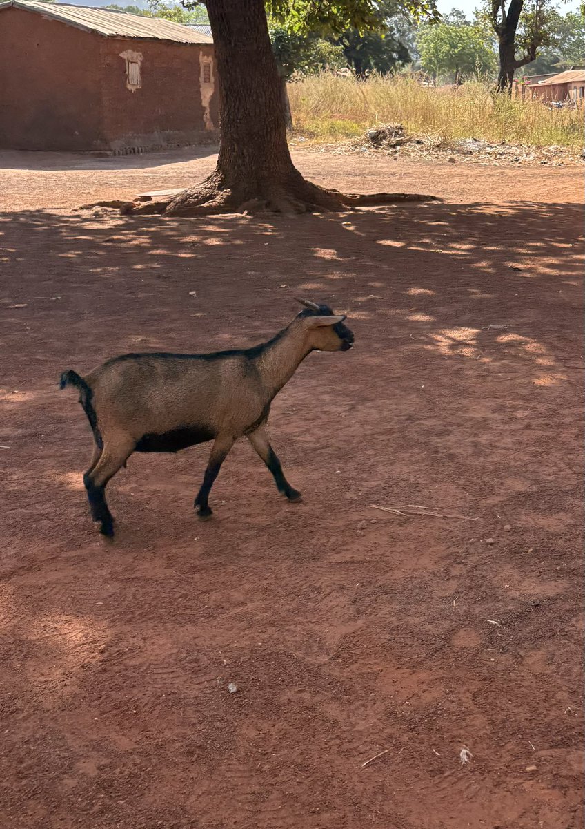 GuendehouLin's tweet image. 私の家です。